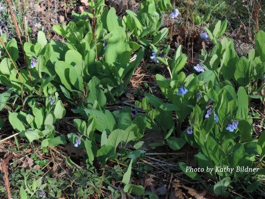 Bluebells (Mertensia virginica)