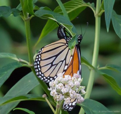 Monarch female laying eggs on swamp milkweed (Asclepias incarnata)
