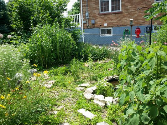 yard with native plants and rocks