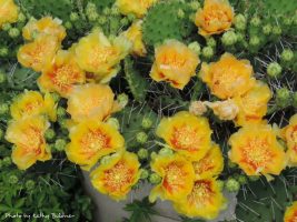Yellow open flowers with cactus