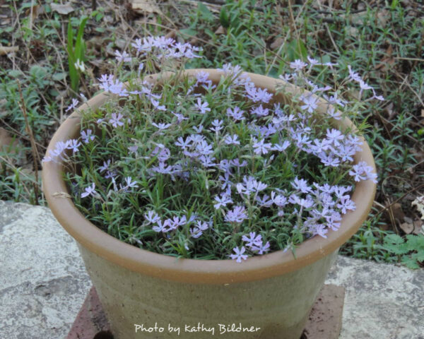 Using native plants in container gardens – Wild Ones St. Louis Chapter