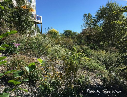 Native plants in a yard