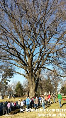 huge elm tree with people