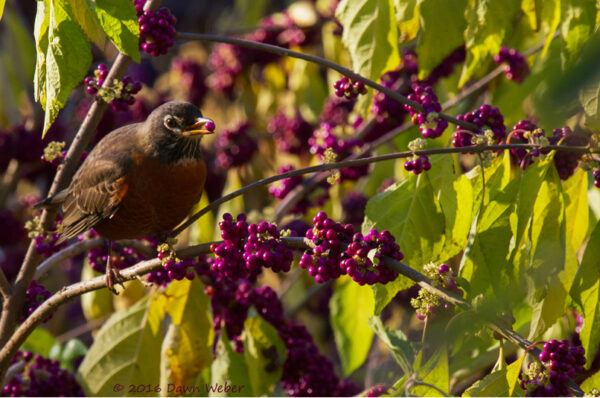 bird eating purple berry