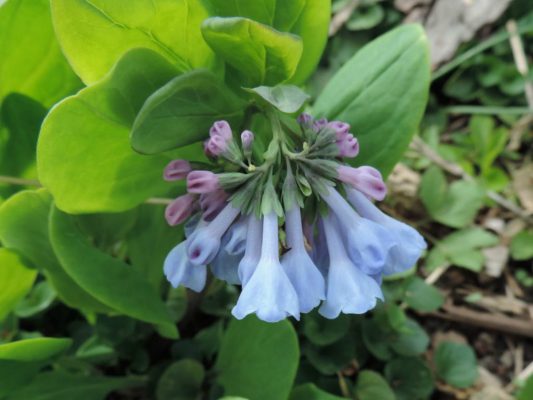 Close-up of blue bell-shaped flower