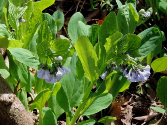 Green plant leaves and blue bell-shaped flowers