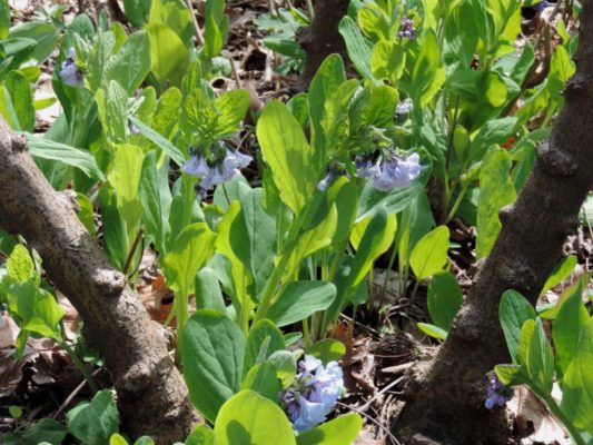 Green leaves with some blue bell-shaped flowers