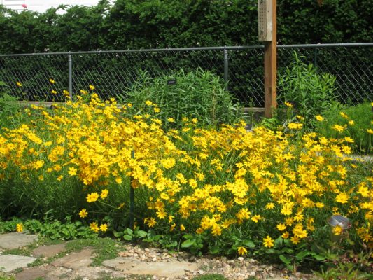A long row of yellow coreopsis
