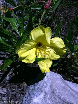 Large yellow flower