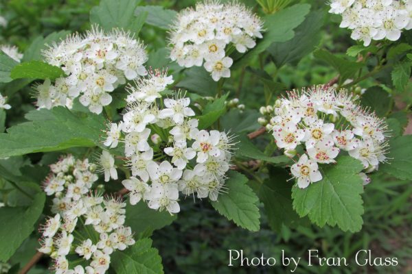 White flower clusters