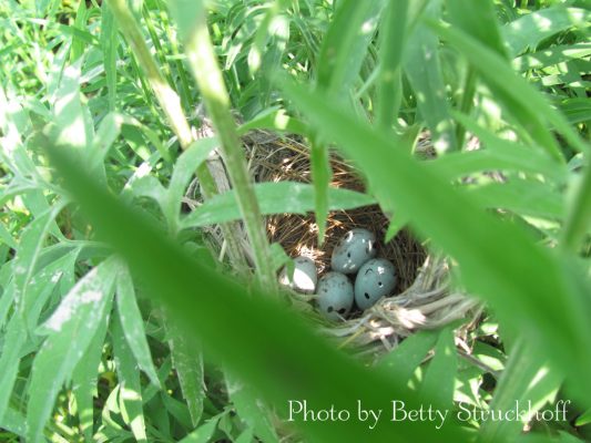 three blue eggs in a nest