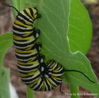yellow, black and white caterpillar