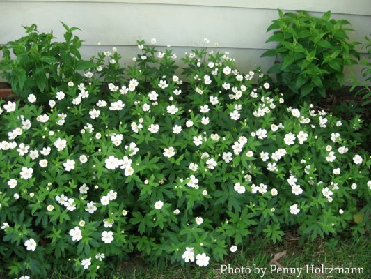 Display of white flowers