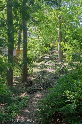 Wooded path