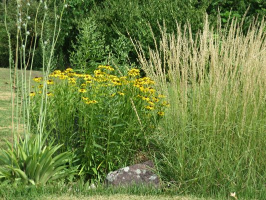 Yellow flowers among prairie grass