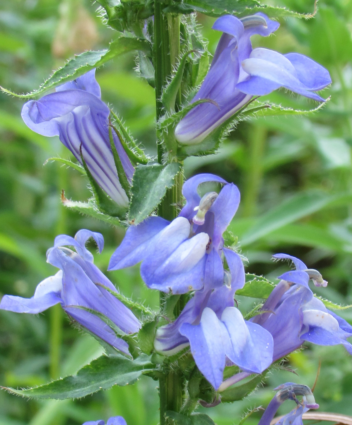 What’s blooming in Fran’s yard? Blue lobelia – Wild Ones St. Louis Chapter