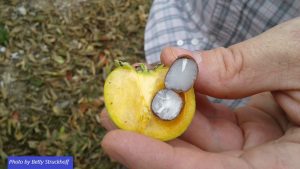Yellow fruit with white seed