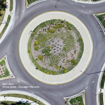 Native plants in a traffic circle