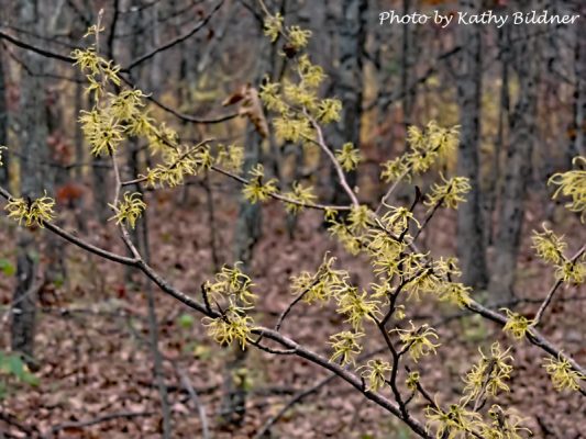 Witch hazel in bloom