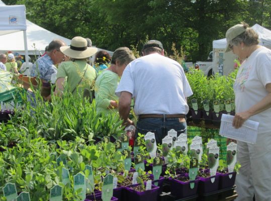 People looking at native plants for sale