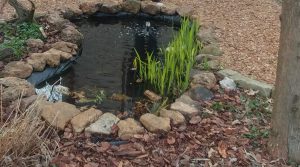 Small pond