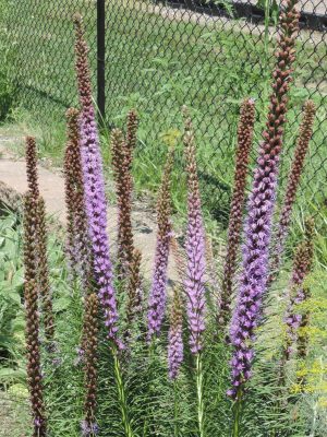 Tall purple flower