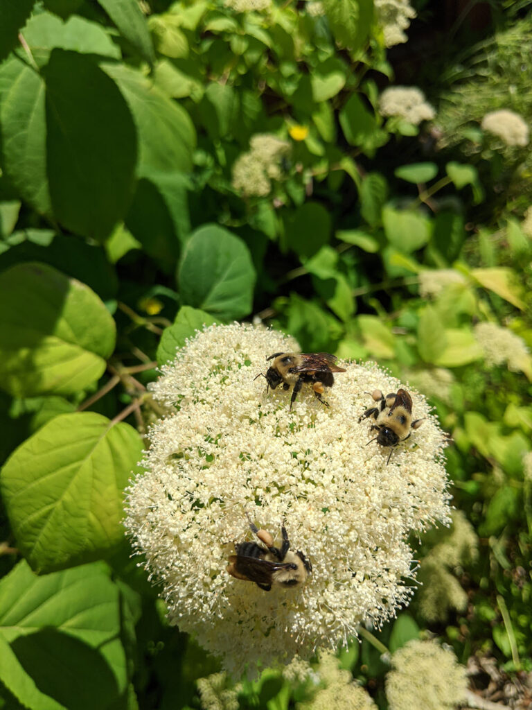 Healing the Earth, One rain garden at a time – Wild Ones St. Louis